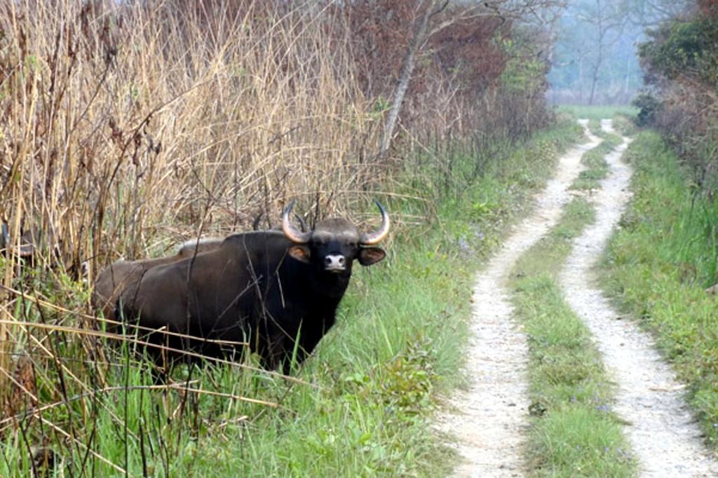 Chitwan Safari Camp & Lodge Sauraha Eksteriør bilde