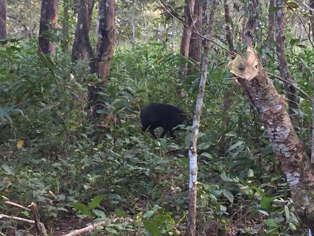 Chitwan Safari Camp & Lodge Sauraha Eksteriør bilde