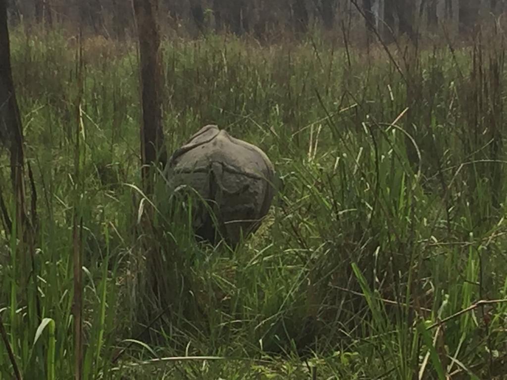 Chitwan Safari Camp & Lodge Sauraha Eksteriør bilde