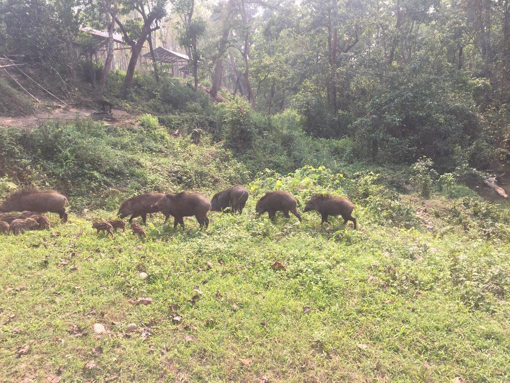 Chitwan Safari Camp & Lodge Sauraha Eksteriør bilde