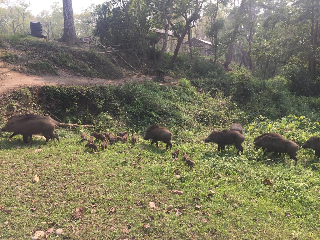 Chitwan Safari Camp & Lodge Sauraha Eksteriør bilde