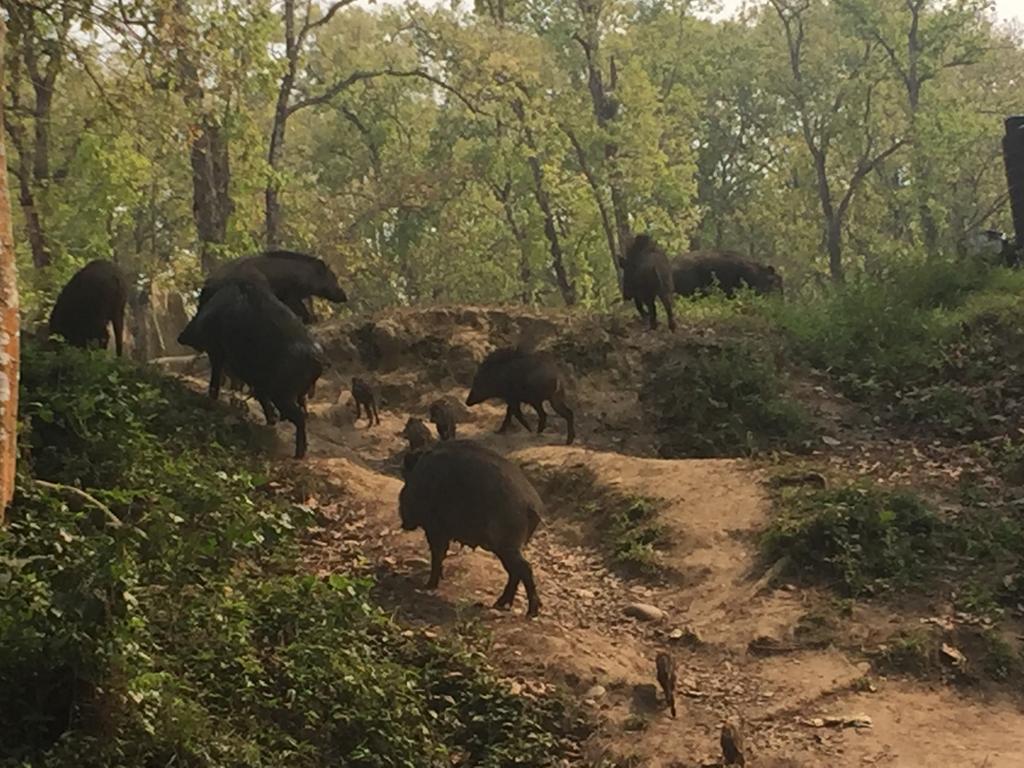 Chitwan Safari Camp & Lodge Sauraha Eksteriør bilde