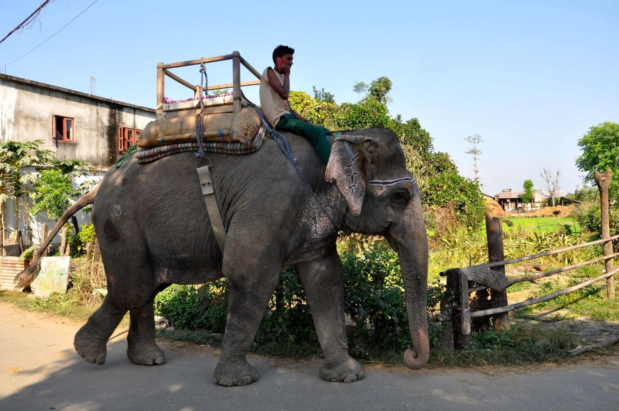 Chitwan Safari Camp & Lodge Sauraha Eksteriør bilde